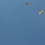 motyl